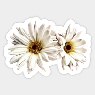 Daisies - Pair of White Daisies Sticker